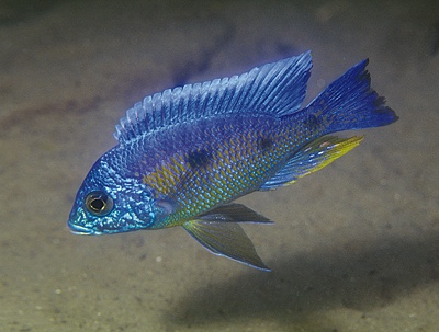 Copadichromis verduyni 'Narungu'